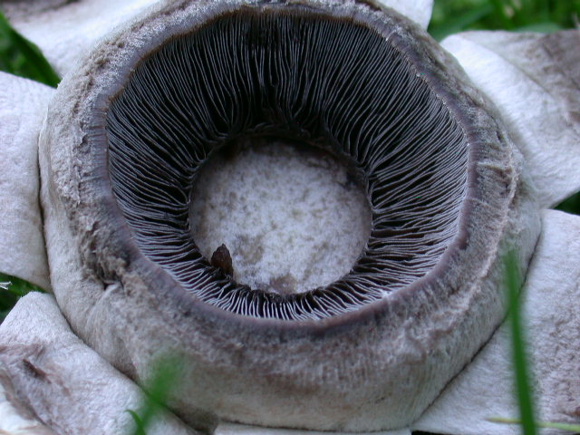 Tre elementi particolari ... QUIZ